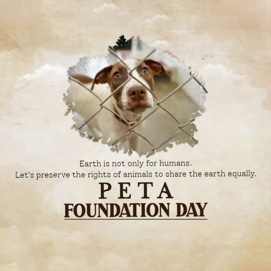 A dog behind a wire fence with the text PETA Foundation Day
